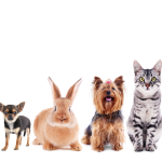 Understanding Animal Services