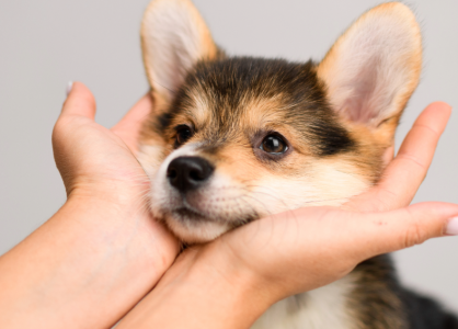 The Human Touch in a Digital World: Why Personalization Wins