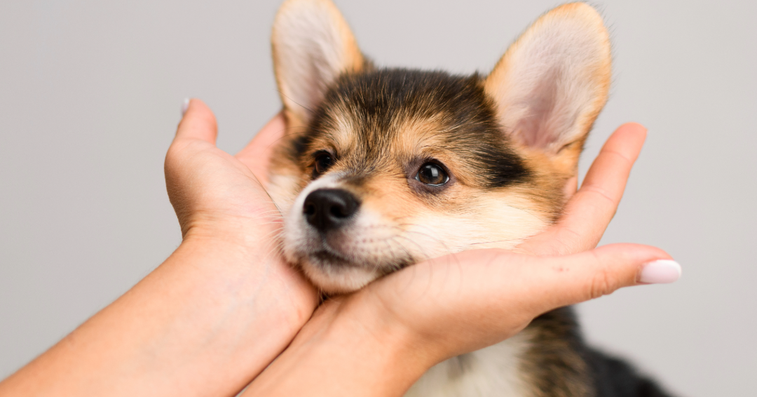 The Human Touch in a Digital World: Why Personalization Wins