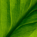 Sustainability in Services: Green Is the New Standard