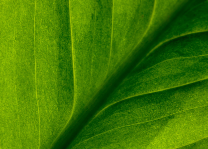 Sustainability in Services: Green Is the New Standard