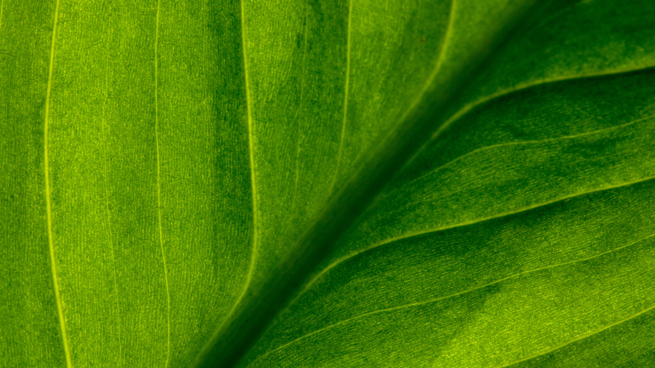 Sustainability in Services: Green Is the New Standard